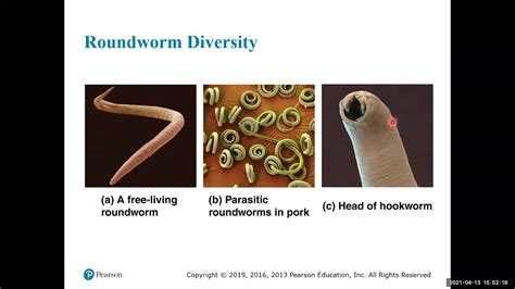 arthropods are similar to nematodes in that they both